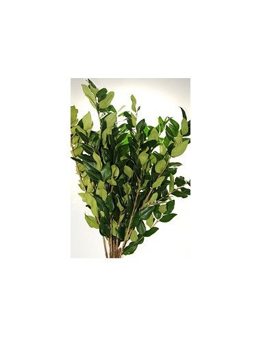 Ligustrum