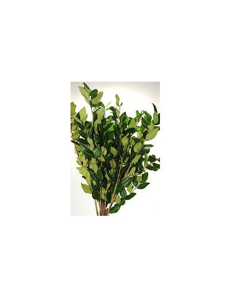 Ligustrum