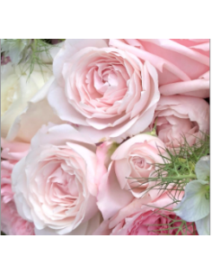 Garden Spray Rose Princess Fairy Kiss 3 / 7 bunches