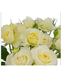 Garden Spray Rose Clair de Lune 3 / 7 bunches