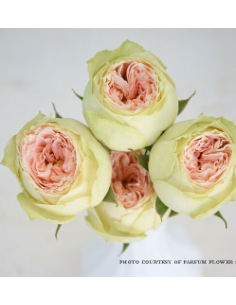 Garden Spray Rose Pavlova 3 / 7 bunches