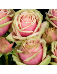 Garden Spray Rose Eden Romantica 3 / 7 bunches