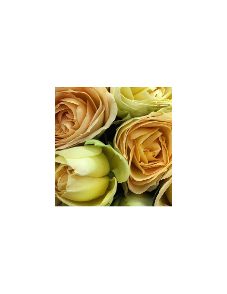 Garden Spray Rose QUATRE CŒURS™ 3 / 7 bunches