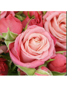 Garden Spray Rose Madame Butterfly 3 / 7 bunches
