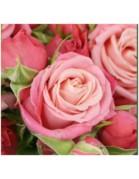 Garden Spray Rose Madame Butterfly 3 / 7 bunches