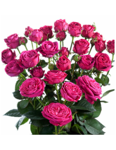 Garden Spray Rose Scented Air 3 / 7 bunches