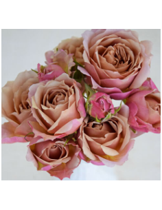 Garden Spray Rose WABARA Ioli™ 3 / 7 bunches