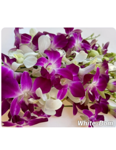 Dendrobium Orchids Assorted 80 stems 2