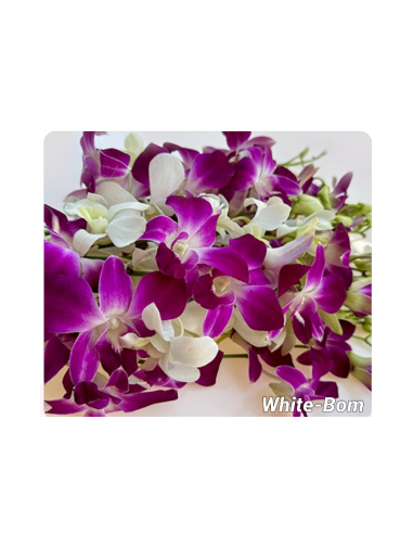 Dendrobium Orchids Assorted 80 stems
