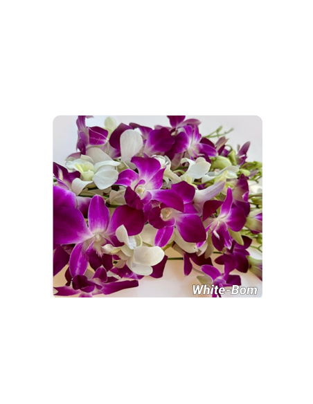 Dendrobium Orchids Assorted 80 stems