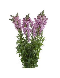Snapdragons 2