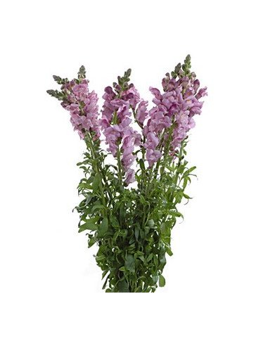Snapdragons Snapdragons