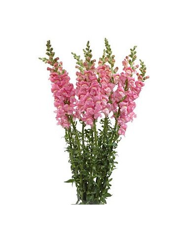Snapdragons Snapdragons