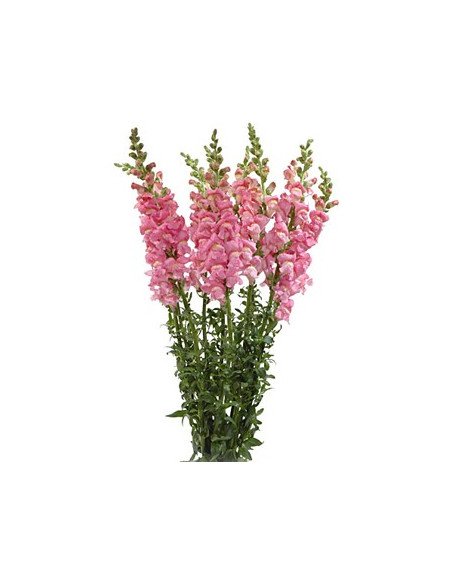 Snapdragons