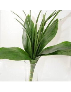 Greenery "drop in" Bouquets MEDIUM 5 / 10 / 15 / 20 bunches 2