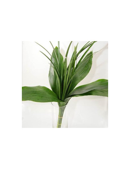 Greenery "drop in" Bouquets MEDIUM 5 / 10 / 15 / 20 bunches