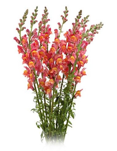 Snapdragons Snapdragons