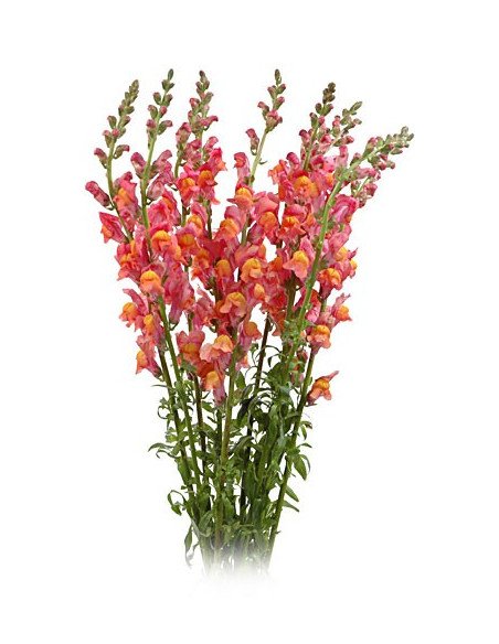 Snapdragons