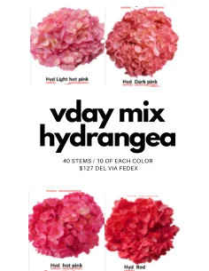 Wholesale Hydrangea Assorted