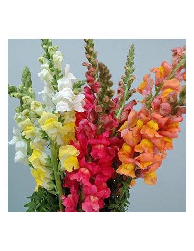 Snapdragons Snapdragons