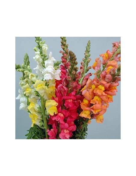 Snapdragons