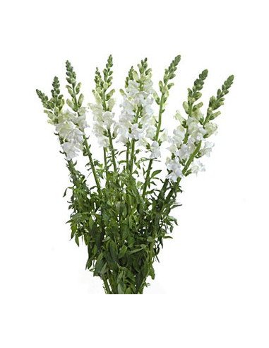 Snapdragons Snapdragons