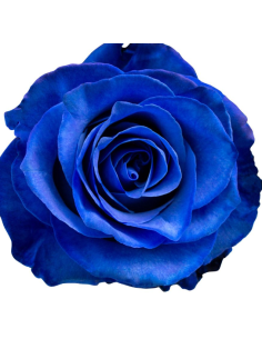 Blue & Rainbow Tinted Roses | 100 Stems $277 Delivered | Valentine’s Specialty Roses