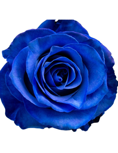 Blue tinted Roses 50 / 75 / 100 / 200 Stems 50cm