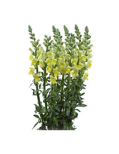 Snapdragons Snapdragons