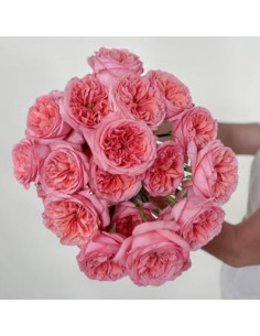 Garden Pink Expression Bulk Box 108 stems