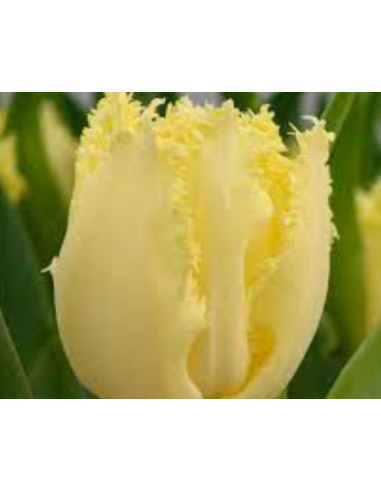 Tulip Parrot Rococo 150 stems