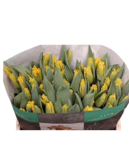 Tulip Parrot Rococo 150 stems