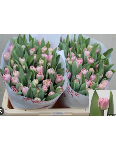Tulip Parrot Rococo 150 stems Tulip Parrot Rococo 150 stems