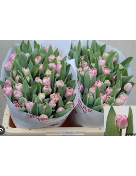 Tulip Parrot Rococo 150 stems