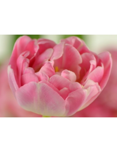 Tulip Parrot Rococo 150 stems Tulip Parrot Rococo 150 stems