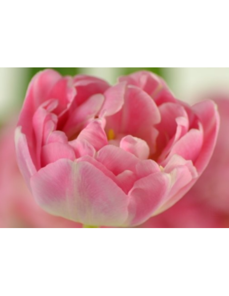 Tulip Parrot Rococo 150 stems