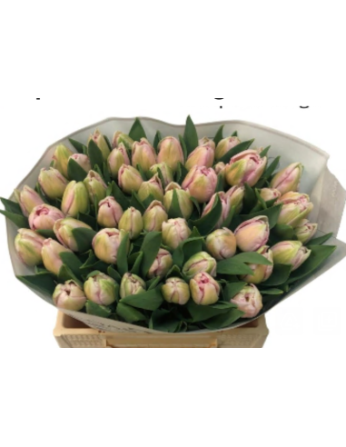 Tulip Parrot Rococo 150 stems Tulip Parrot Rococo 150 stems