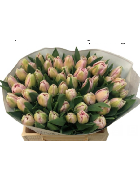 Tulip Parrot Rococo 150 stems
