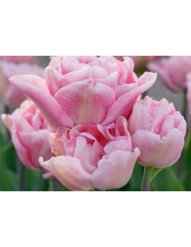 Tulip Parrot Rococo 150 stems Tulip Parrot Rococo 150 stems