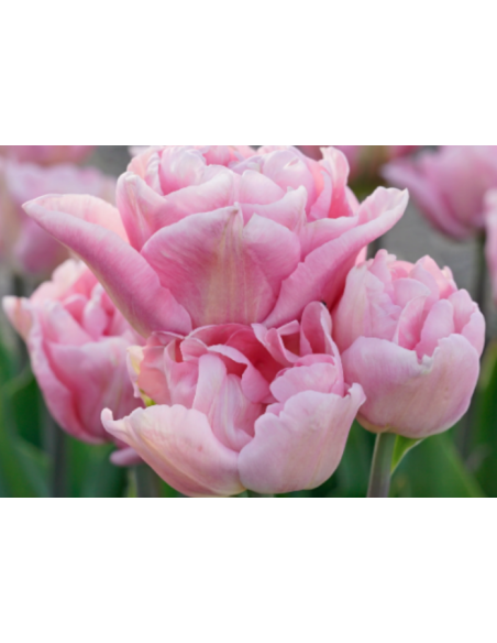 Tulip Parrot Rococo 150 stems