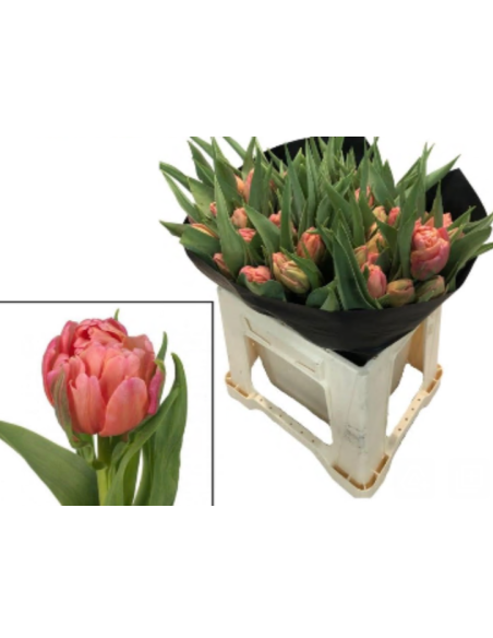 Tulip Parrot Rococo 150 stems