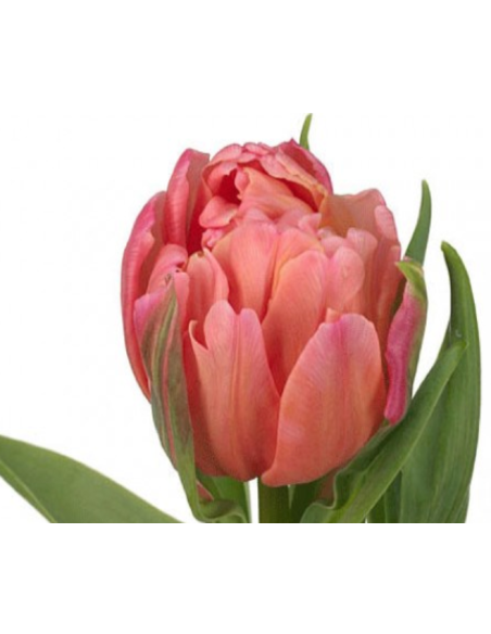 Tulip Parrot Rococo 150 stems