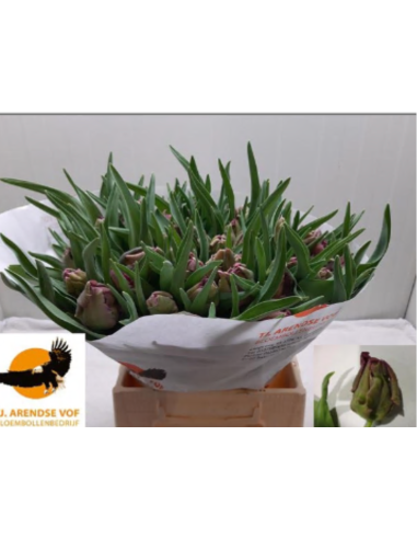 Tulip Parrot Rococo 150 stems Tulip Parrot Rococo 150 stems