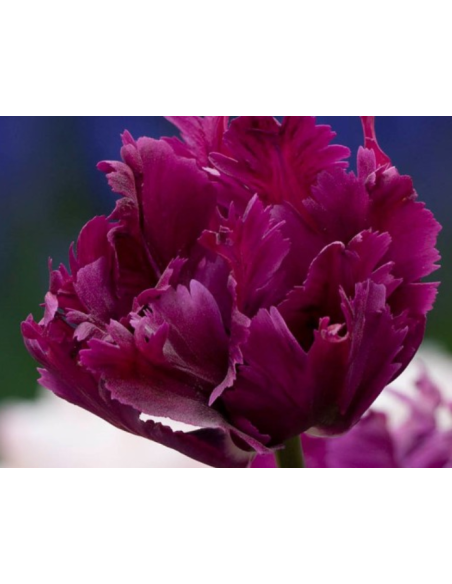 Tulip Parrot Rococo 150 stems