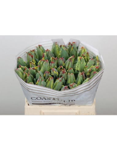 Tulip Parrot Rococo 150 stems Tulip Parrot Rococo 150 stems