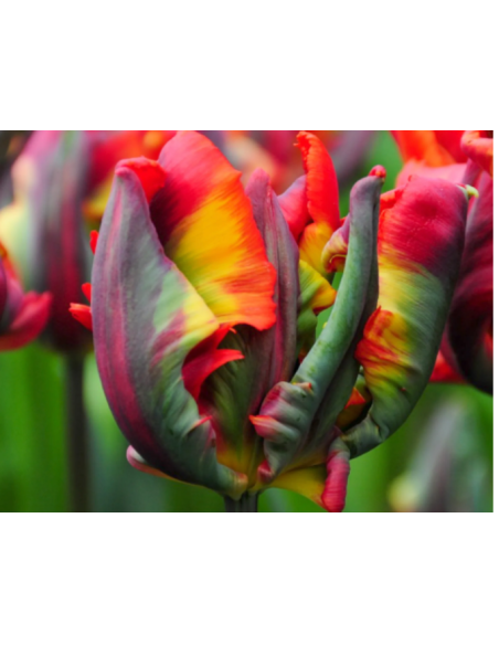 Tulip Parrot Rococo 150 stems