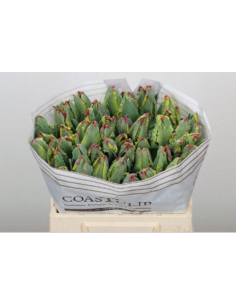 Holland Novelty Tulips Parrots / Fringed 150 stems 2