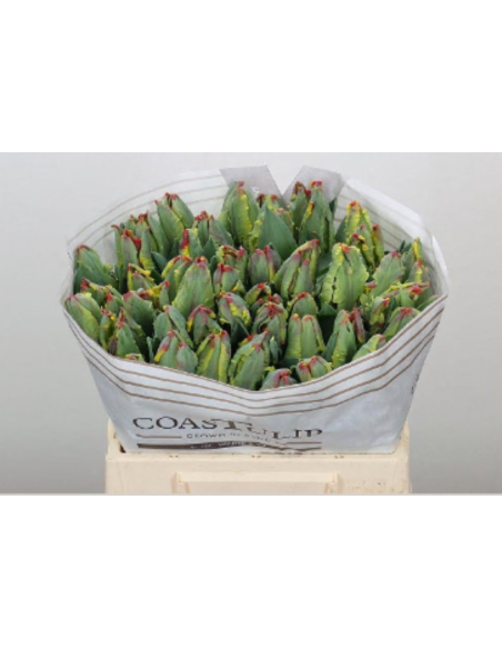 Holland Novelty Tulips Parrots / Fringed 150 stems