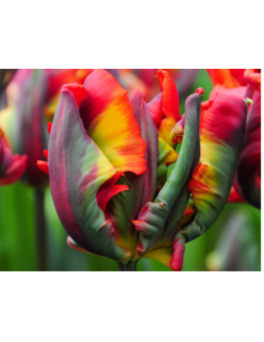 Holland Novelty Tulips Parrots / Fringed 150 stems