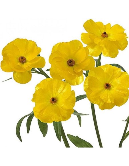 Butterfly Ranunculus Yellow 120  stems